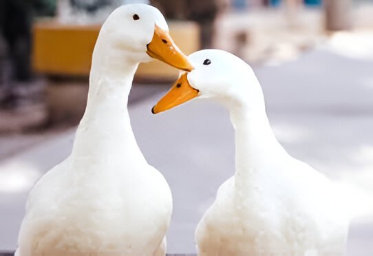 Duck